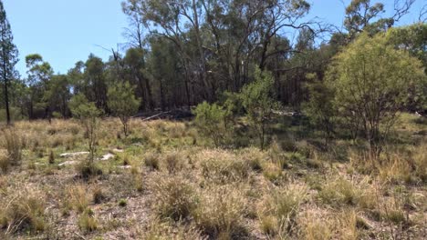 un campo sereno con árboles y hierba