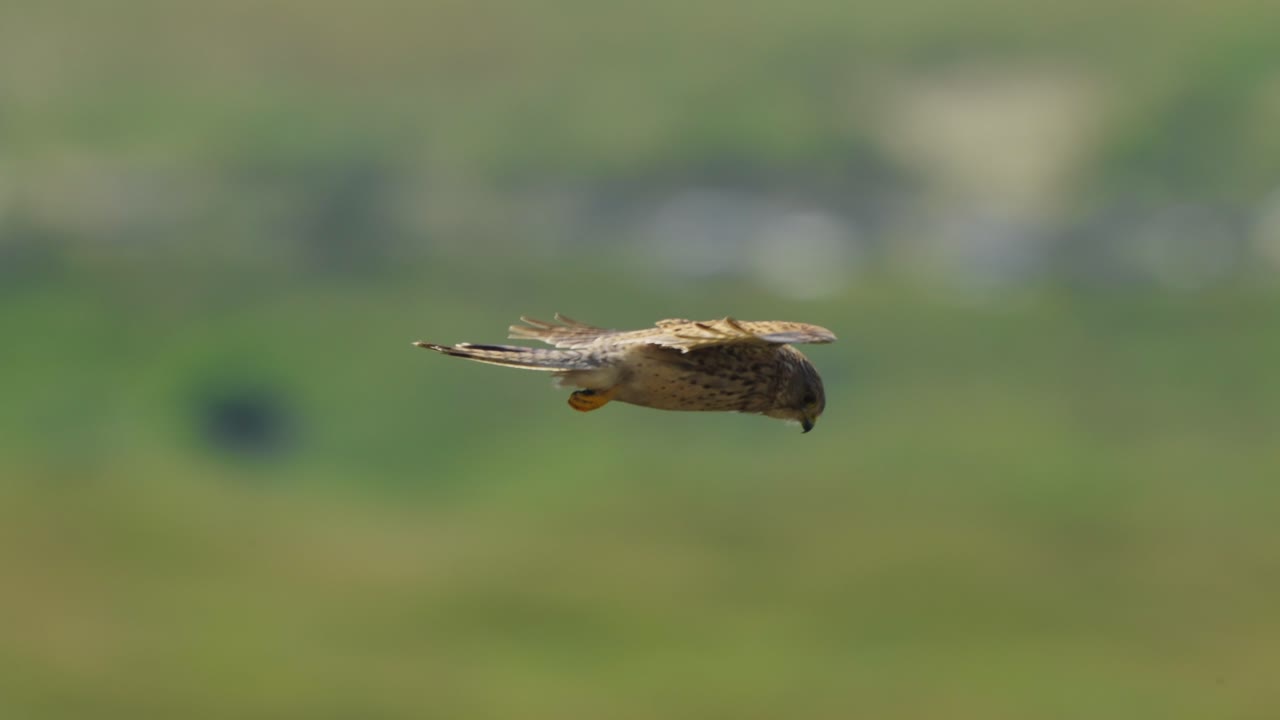 pájaro halcón depredador flotando en el aire, cazando comida en el suelo