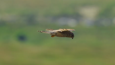 Pájaro-Halcón-Depredador-Flotando-En-El-Aire,-Cazando-Comida-En-El-Suelo