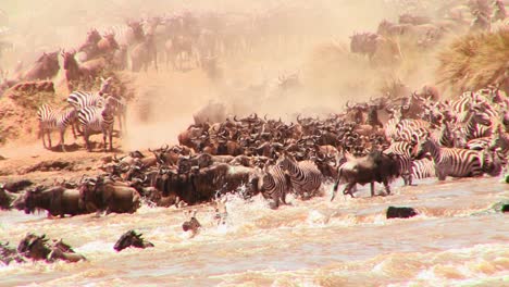 wildebeest cross a river during a migration in africa 2