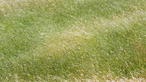 feather grass or needle grass, nassella tenuissima moving with the strong wind