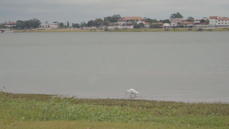 Ein-Mittelgroßer-Schneeweißer-Reiher-Mit-Einem-Schwarzen-Schnabel,-Der-Im-Fluss-Frisst