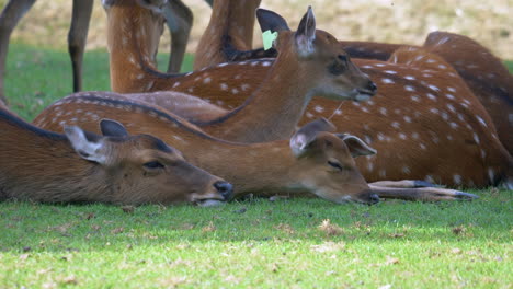 grupo de linda familia de ciervos descansando en el pasto a la sombra durante el caluroso día de verano