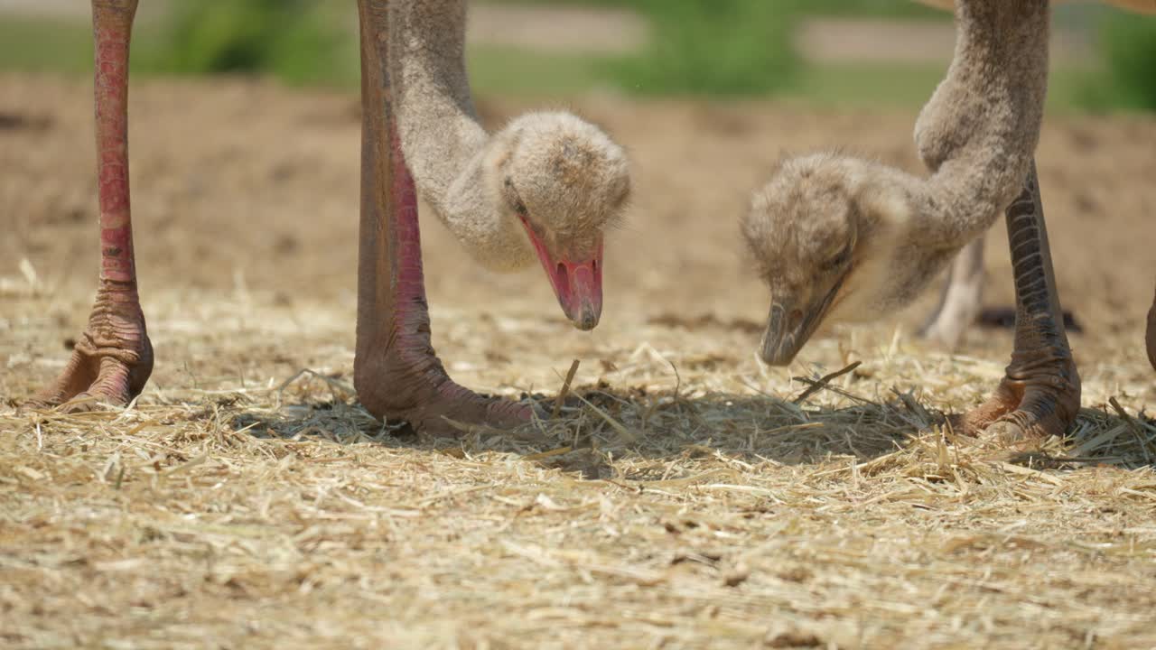 Two Ostrich Feeds On Dry Grass At Sunny Day In Anseong Farmland, South Korea