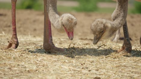 Two-Ostrich-Feeds-On-Dry-Grass-At-Sunny-Day-In-Anseong-Farmland,-South-Korea