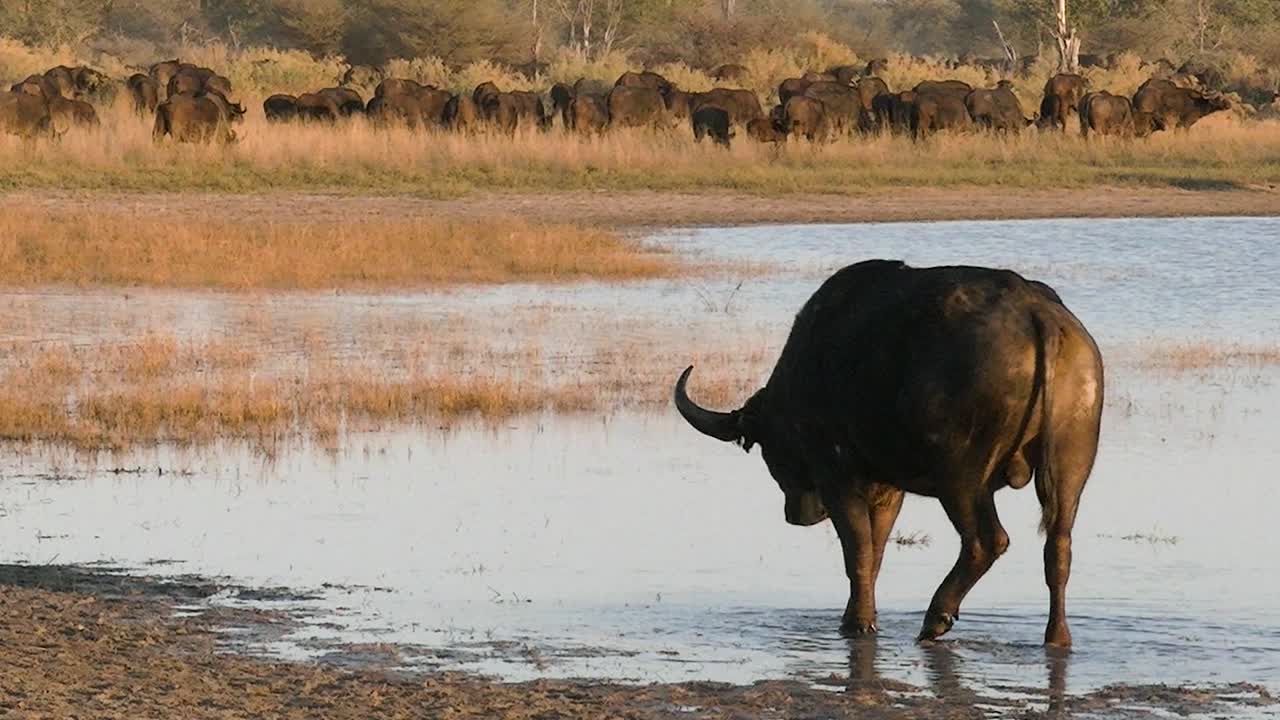 macho de búfalo soltero saliendo de un lago poco profundo cerca de la enorme manada de búfalos
