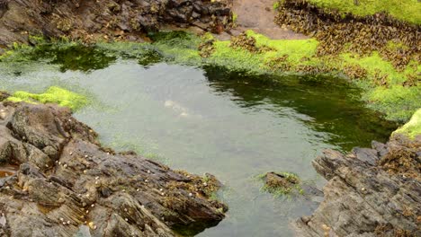 disparo medio de la piscina de roca con algas marinas y luz brillando en la parte superior