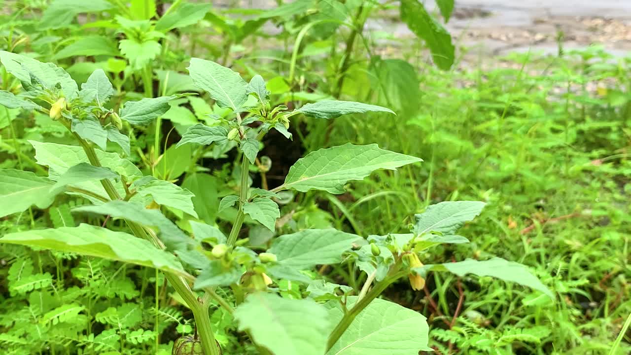 la hierba se vuelve verde cuando llega la temporada de lluvias.