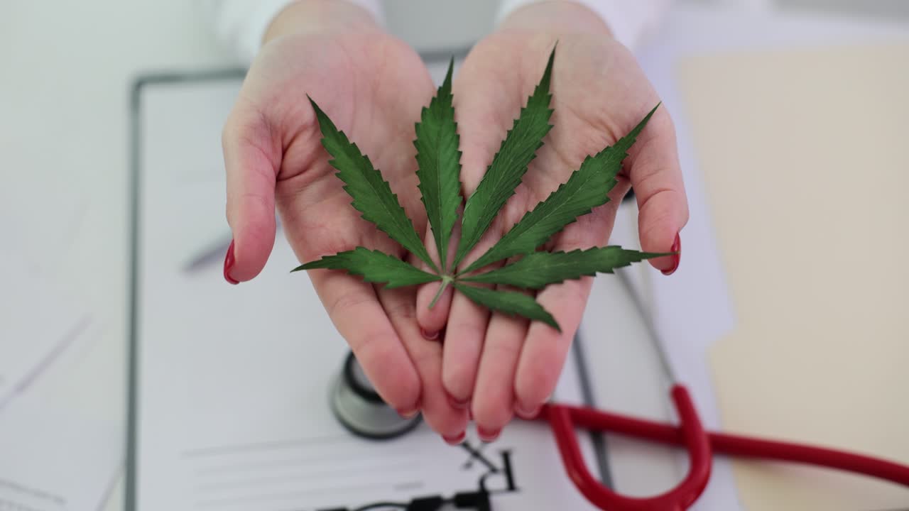 Cannabis leaf in hands