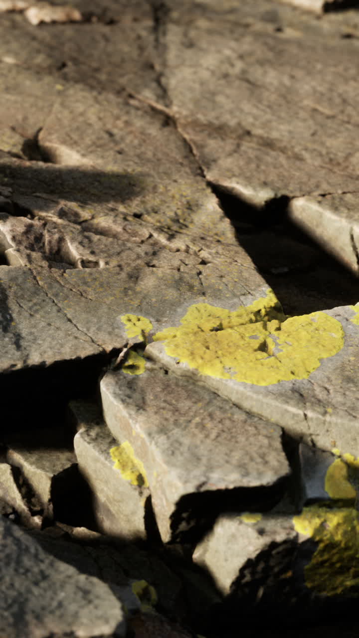 리이 있는 바위의 근접한 모습