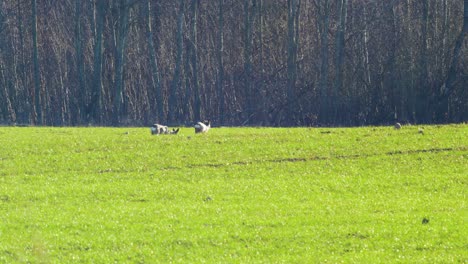 Dos-Corzos-Europeos-Salvajes-Comiendo-En-Un-Campo-Agrícola-Verde-Fresco-En-Un-Día-Tranquilo-Y-Soleado-De-Primavera,-Olas-De-Calor,-Tiro-Medio-Desde-La-Distancia