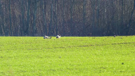 dos corzos salvajes europeos comiendo en un campo agrícola verde fresco en un tranquilo y soleado día de primavera, olas de calor, tiro medio desde una distancia