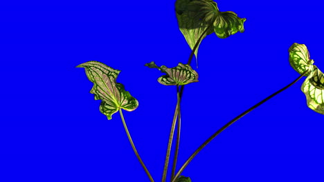 multi coloured caladium leaf growing on blue croma key background