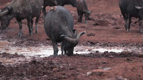 african wild buffaloes at the muddy holes in aberdare national park, kenya, east africa