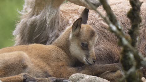 close up: cute chamois goat antelope baby resting with family outdoors in sun