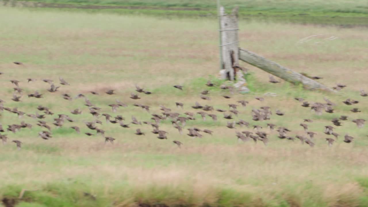 Starlings flock formations, mesmerising murmurations, slow motion view