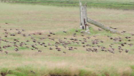 starlings flock formations, mesmerising murmurations, slow motion view