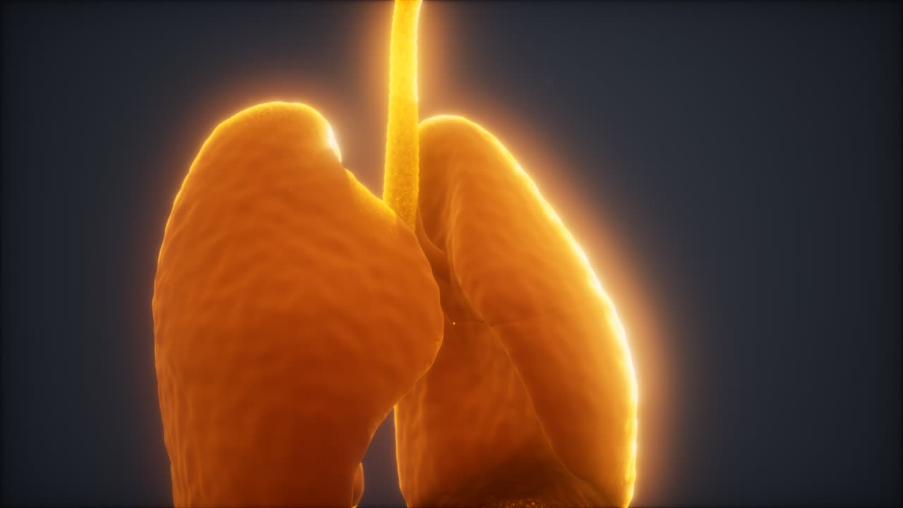 animación en 3d de los pulmones humanos