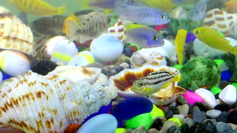 fishes in underwater in colorful aquarium