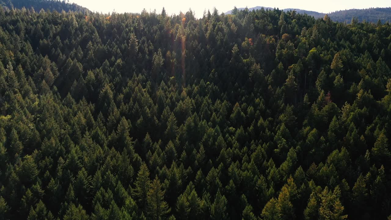 Veduta aerea delle montagne Siskiyou e della pineta nell'Oregon meridionale