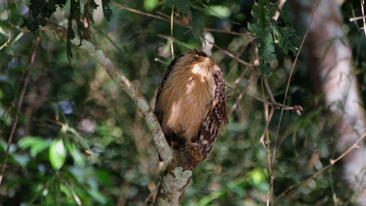 파피피시 오울 (ketupa ketupu) 은 태국 카크라칸 국립공원 안의 나무의 어진 가지에 앉아 털을 고 있다.