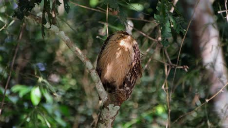 un búho de pescado peludo ketupa ketupu está limpiando su pluma mientras se alza en una rama rota de un árbol dentro del parque nacional de kaeng krachan en tailandia