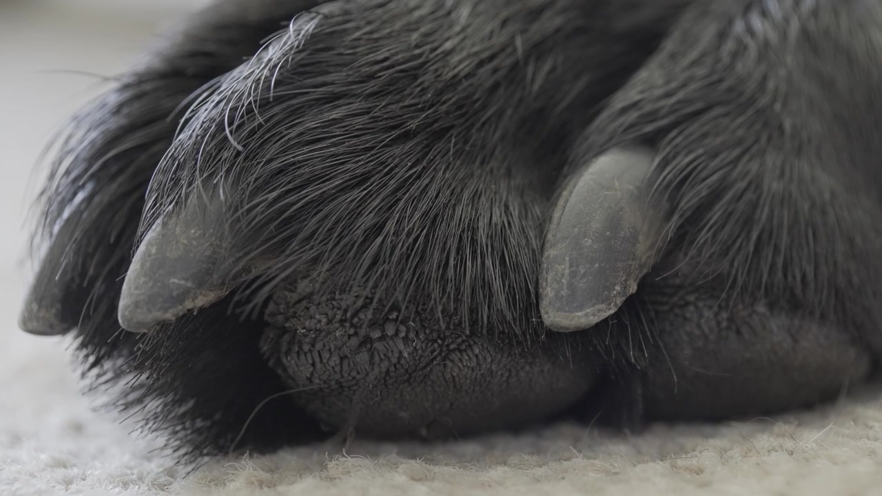 Nahaufnahme einer schwarzen Labradorpfote, Hundepfoten ruhen auf Teppichboden