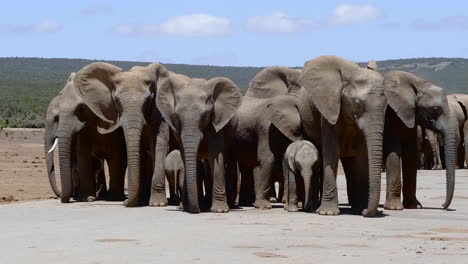Slow-tracking-wide-shot-of-herd-of-African-Elephants-standing-on-dry,-arid-land