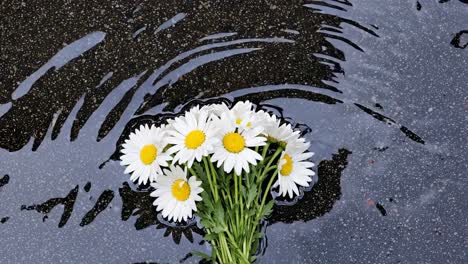 daisies in a puddle