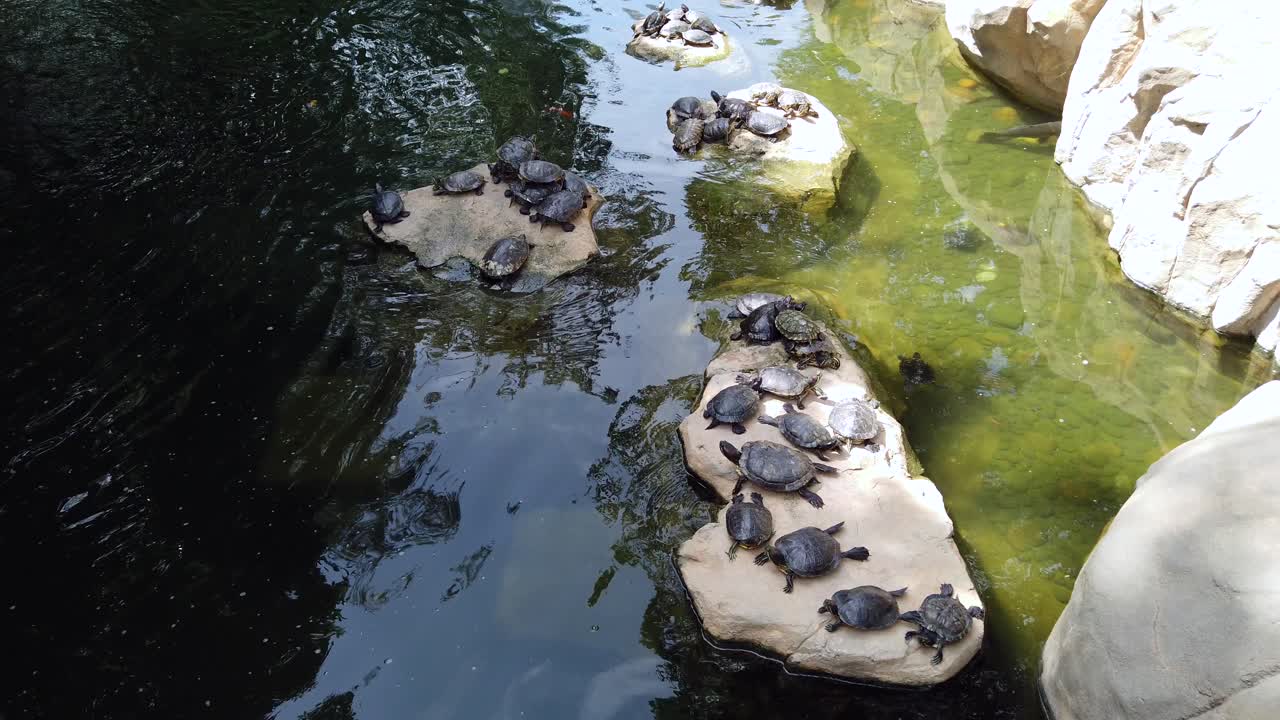 pequeño grupo de tortugas tomando el sol junto a un pequeño estanque y cascada en un parque verde de hong kong