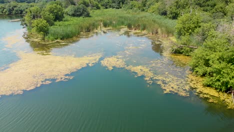 Vuelo-De-Drones-Hacia-Adelante-Bajo-Sobre-Un-Pequeño-Lago-En-El-Bosque-4k