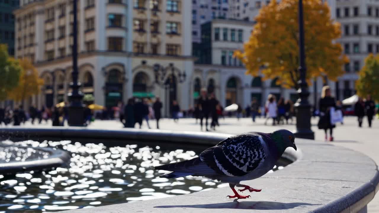 Low-angle video shot of a pigeon by a fountain in a bustling city square, capturing urban life
