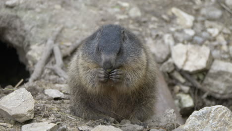 close up shot of cute fat groundhog eating outdoors and jumping into hole in mountain