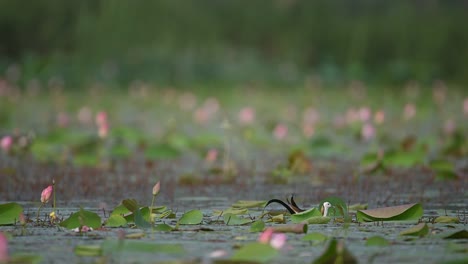 Pájaro-Jacana-De-Cola-De-Faisán-Alimentándose-En-Un-Estanque-De-Flores-De-Loto