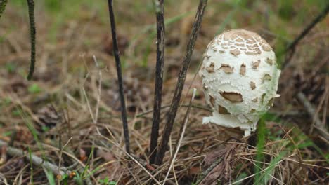 Hermoso-Hongo-Parasol-Solitario-En-El-Bosque-La-Cámara-Se-Mueve-Lentamente-A-La-Derecha