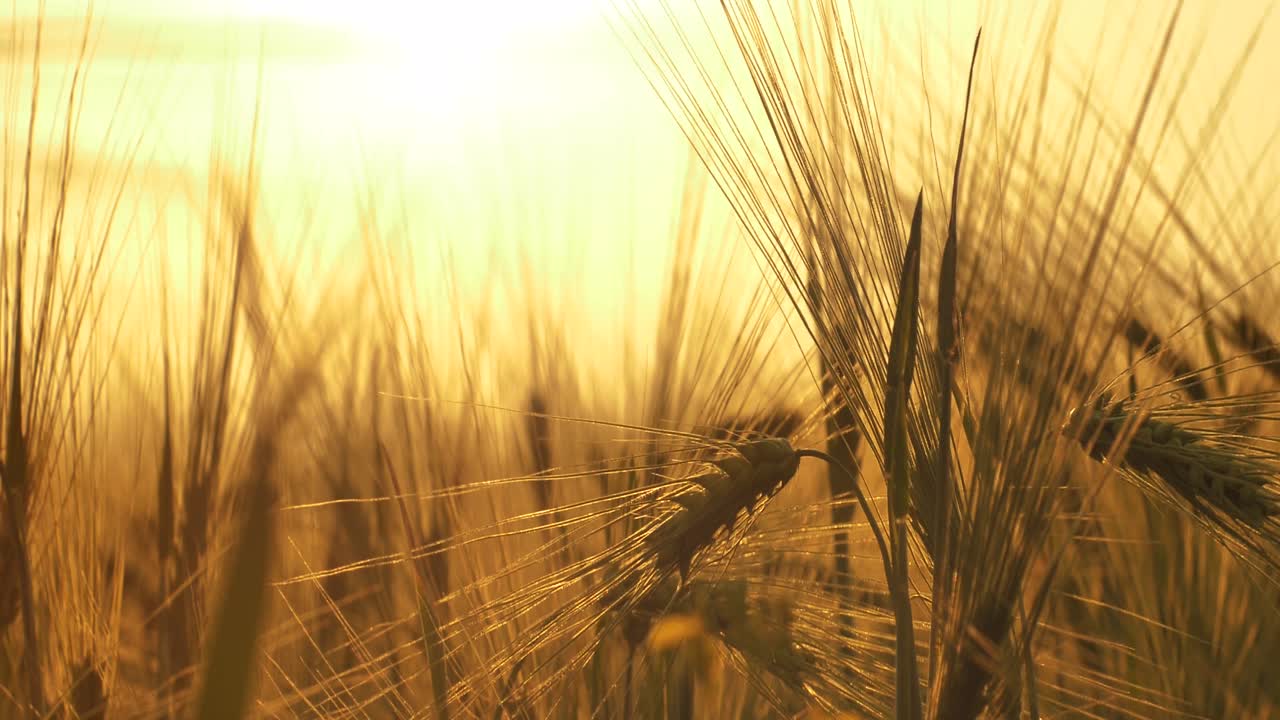 ячменный закат играет с солнечным светом