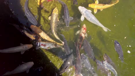 alimentación de peces nishikigoi o kio en el jardín japonés central park san mateo