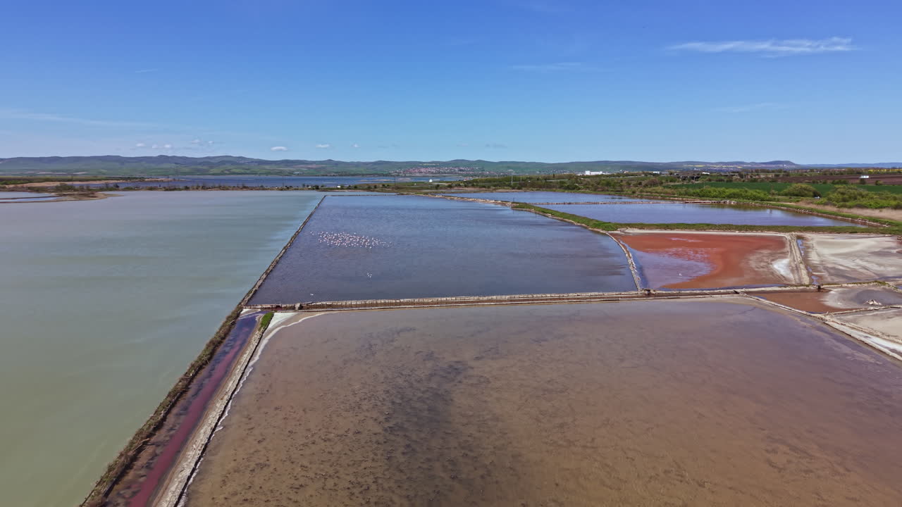 Flock of flamingos feeding and resting in shallow waters of salt flats near a coastal area on a sunny day