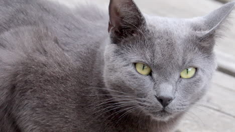 close up beautiful grey cat looks into camera, green eye