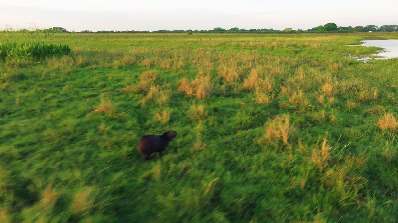Capibara che corre in un campo verde nella fattoria Los Llanos ad Apure, Venezuela - Ripresa con drone