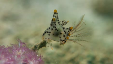 nudibranquio pokemon punteado babosa de mar estira cerata en agua en movimiento