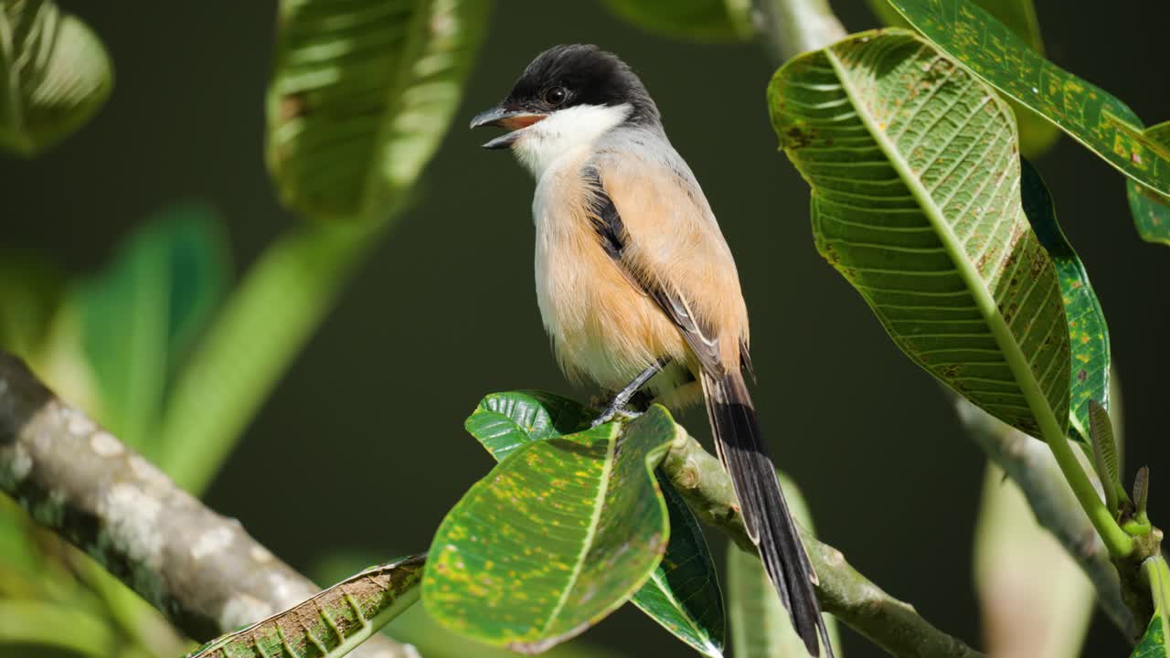 pájaro de cola larga o de lomo rufo sentado en la rama de un árbol de plumeria - primer plano