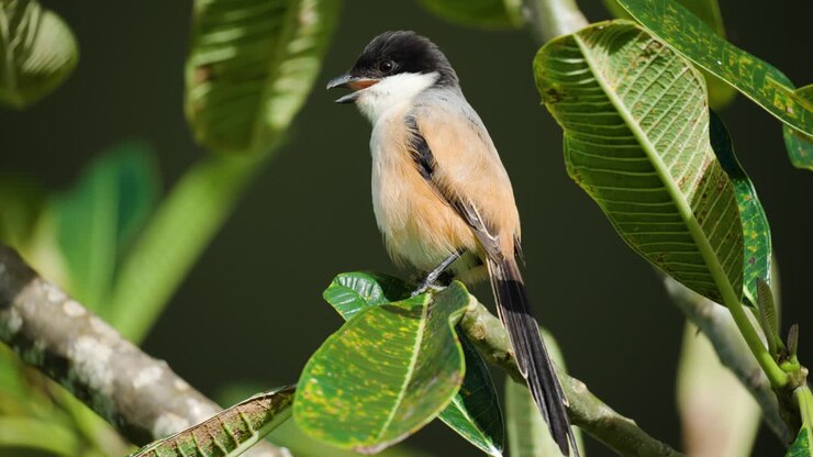 Uccello Averla dalla coda lunga o Averla dorsorossiccia seduto su un ramo di Plumeria - primo piano