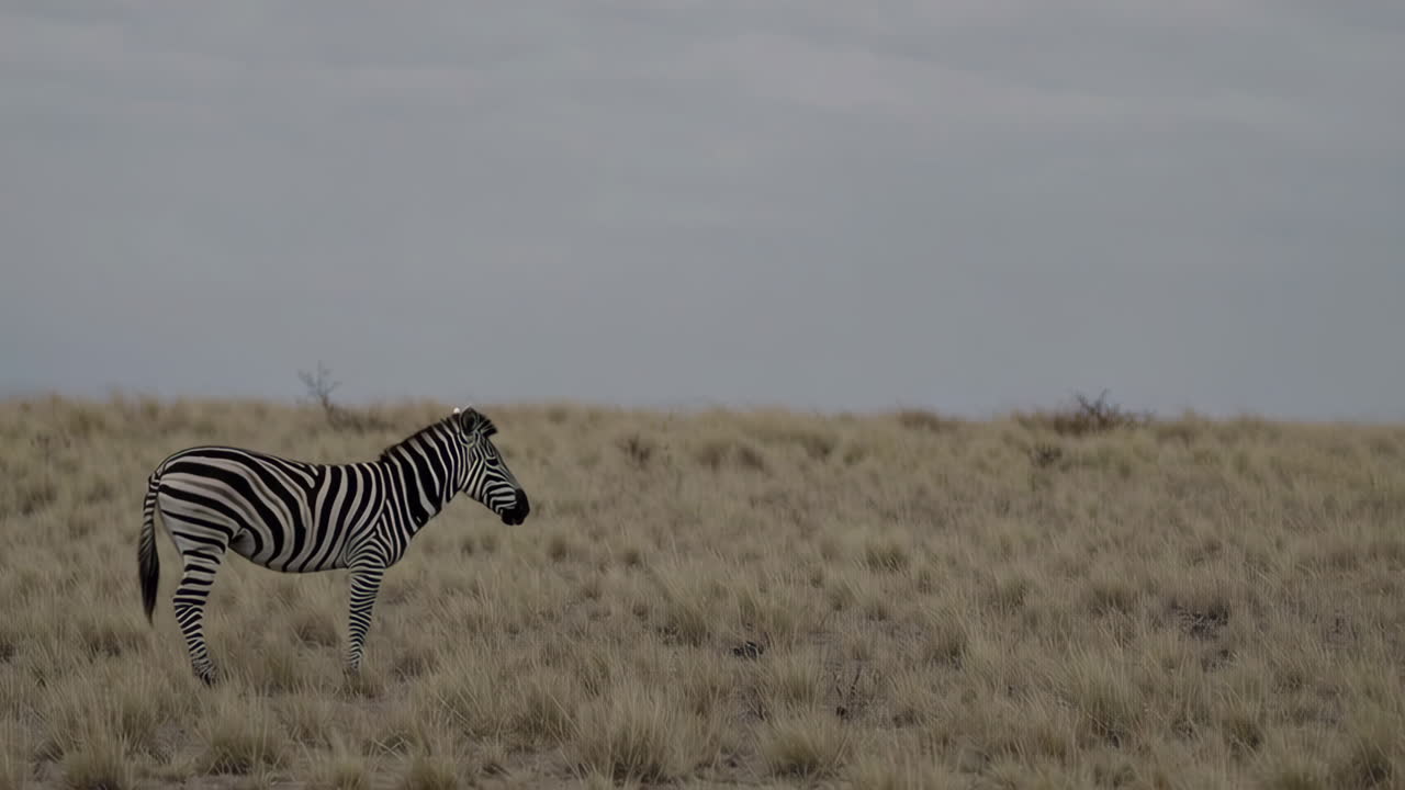 La zebra nella savana africana