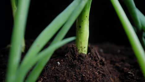 viaje macro entre los brotes de cebolla verde fresca que crecen en el suelo