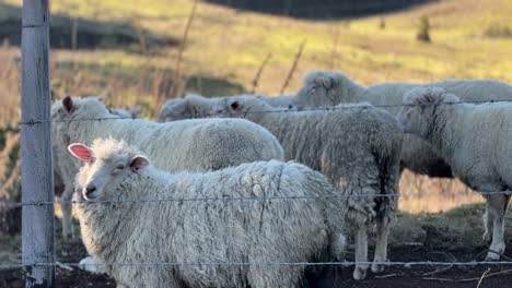 A-curious-Patagonian-sheep-staring-at-you-in-southern-Chile