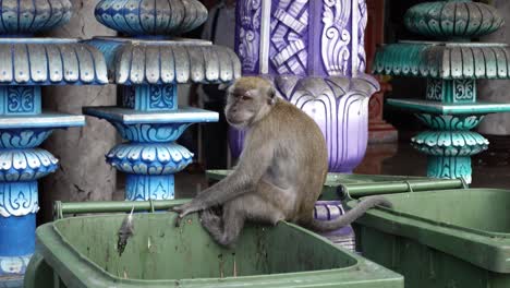 macaco de cola larga sentado en un contenedor de basura en las cuevas de batu en selangor, malasia