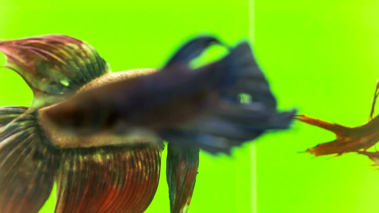 siamese peleando con peces en acción, video macro, disparos en bruto, resolución 4k, 23.976 fps el movimiento es agresivo, rápido y suave, hermosa aleta y cola, azul-verde iridescente claro, clave de croma de color verde.