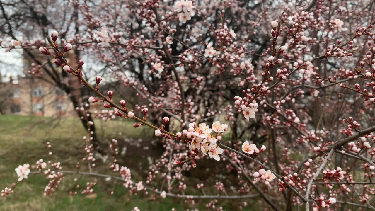 Spring Cherry blossoms swaying in the wind in hungary