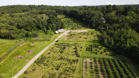 high aerial footage of extensive christmas tree farm, located in forest setting